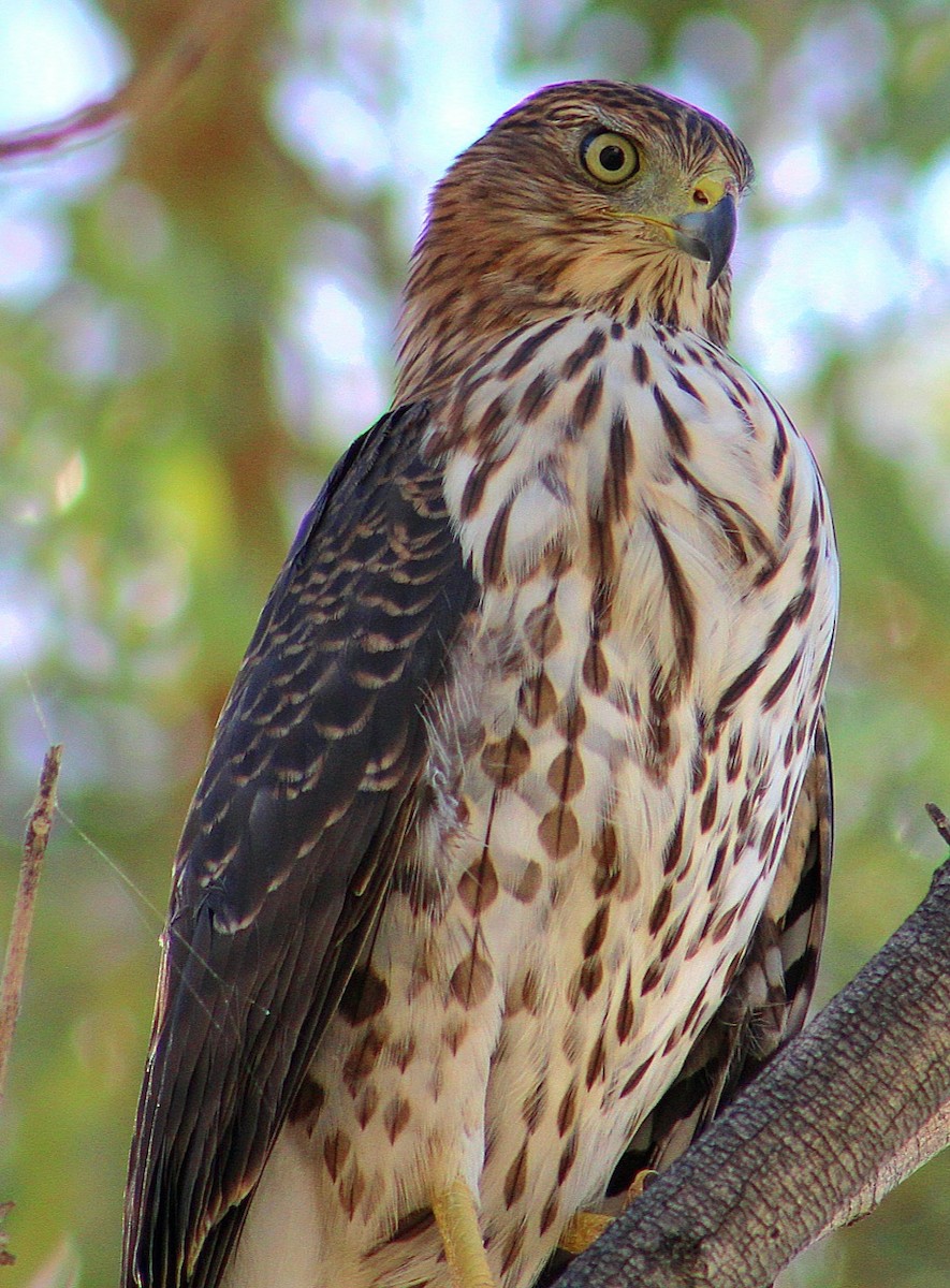 Cooper's Hawk - ML643471165