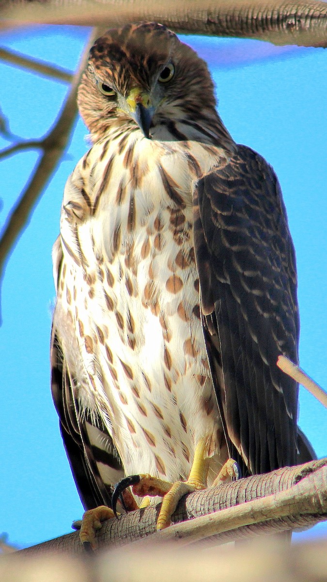 Cooper's Hawk - ML643471167