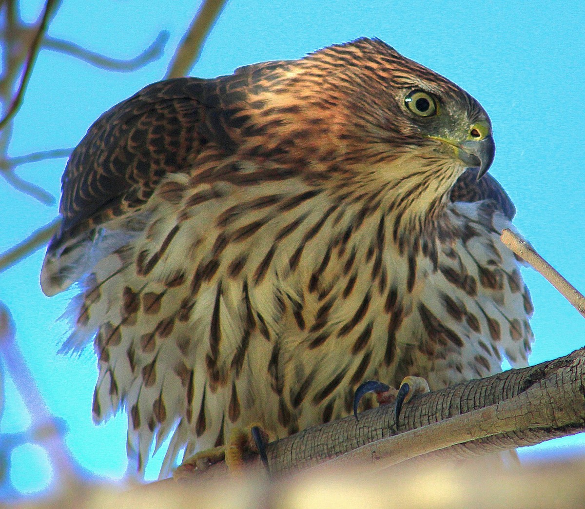 Cooper's Hawk - ML643471168