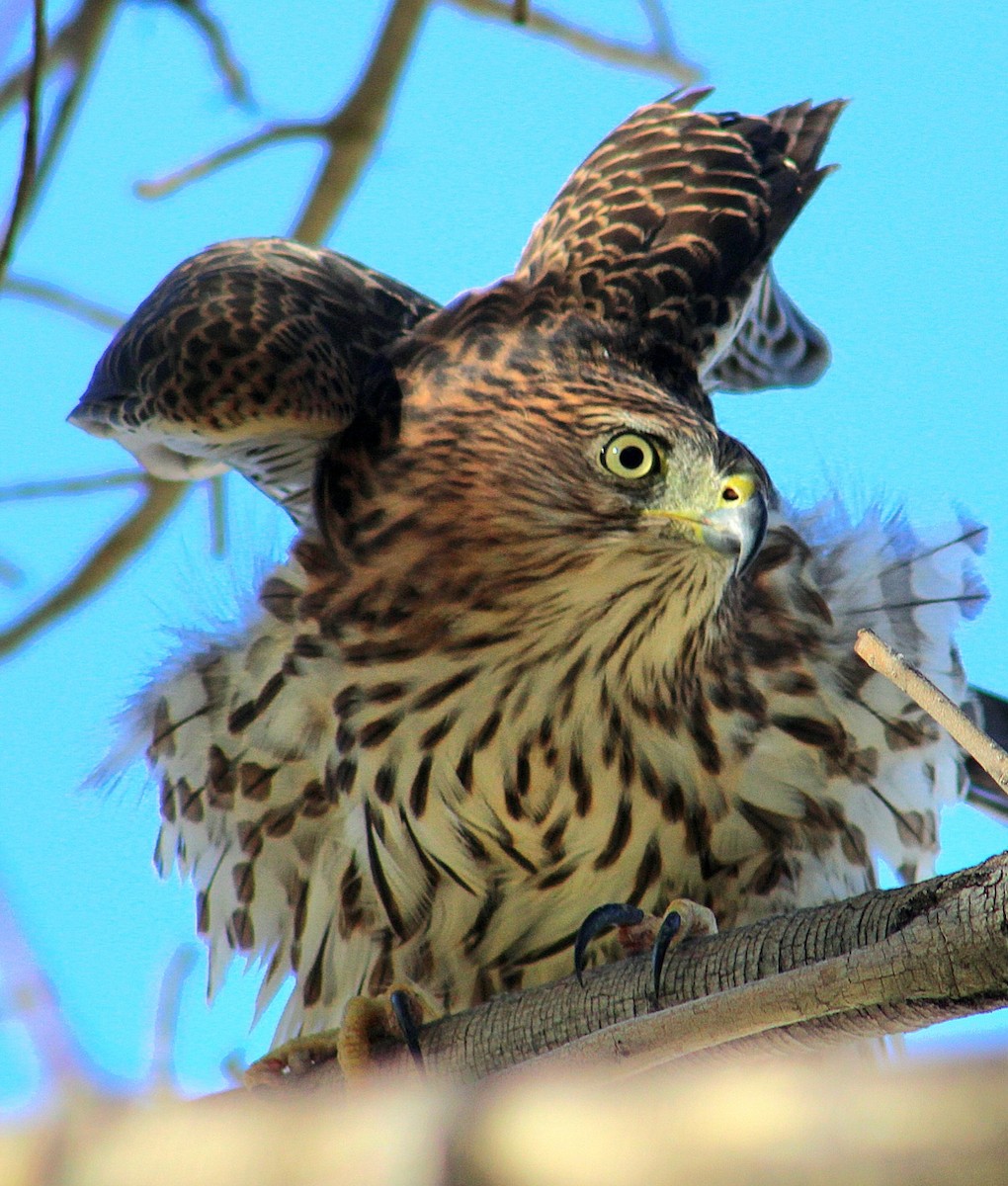 Cooper's Hawk - ML643471169
