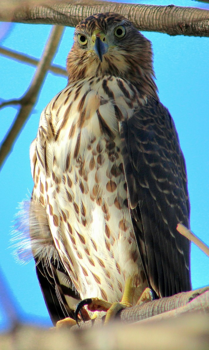 Cooper's Hawk - ML643471170