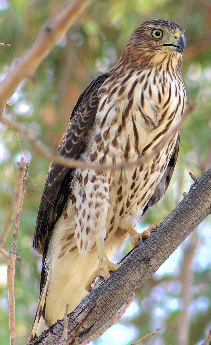 Cooper's Hawk - ML643471171