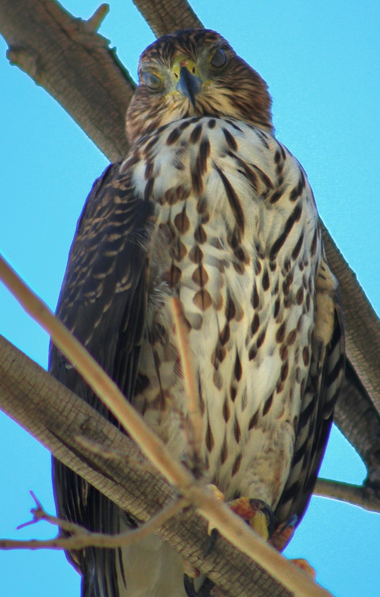 Cooper's Hawk - ML643471172