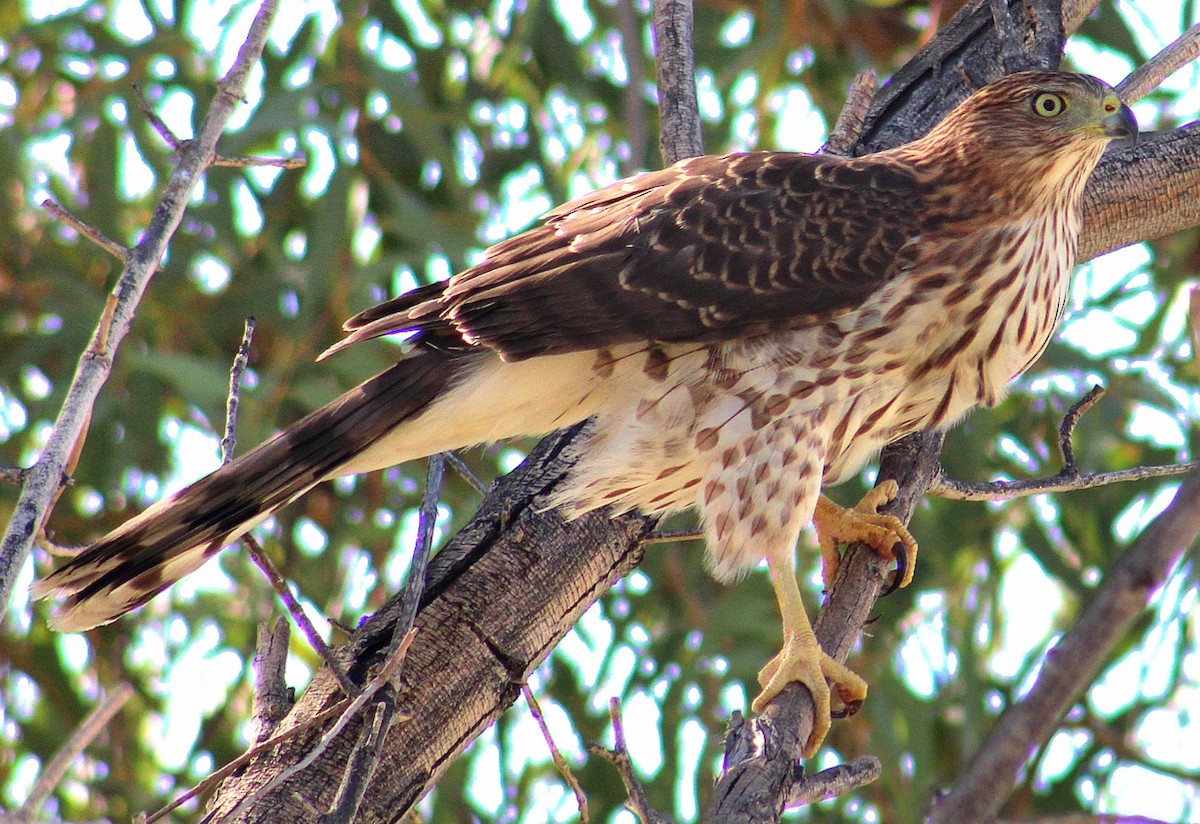 Cooper's Hawk - ML643471173