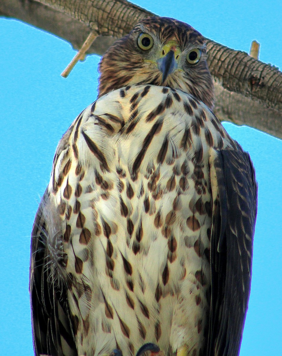 Cooper's Hawk - ML643471174
