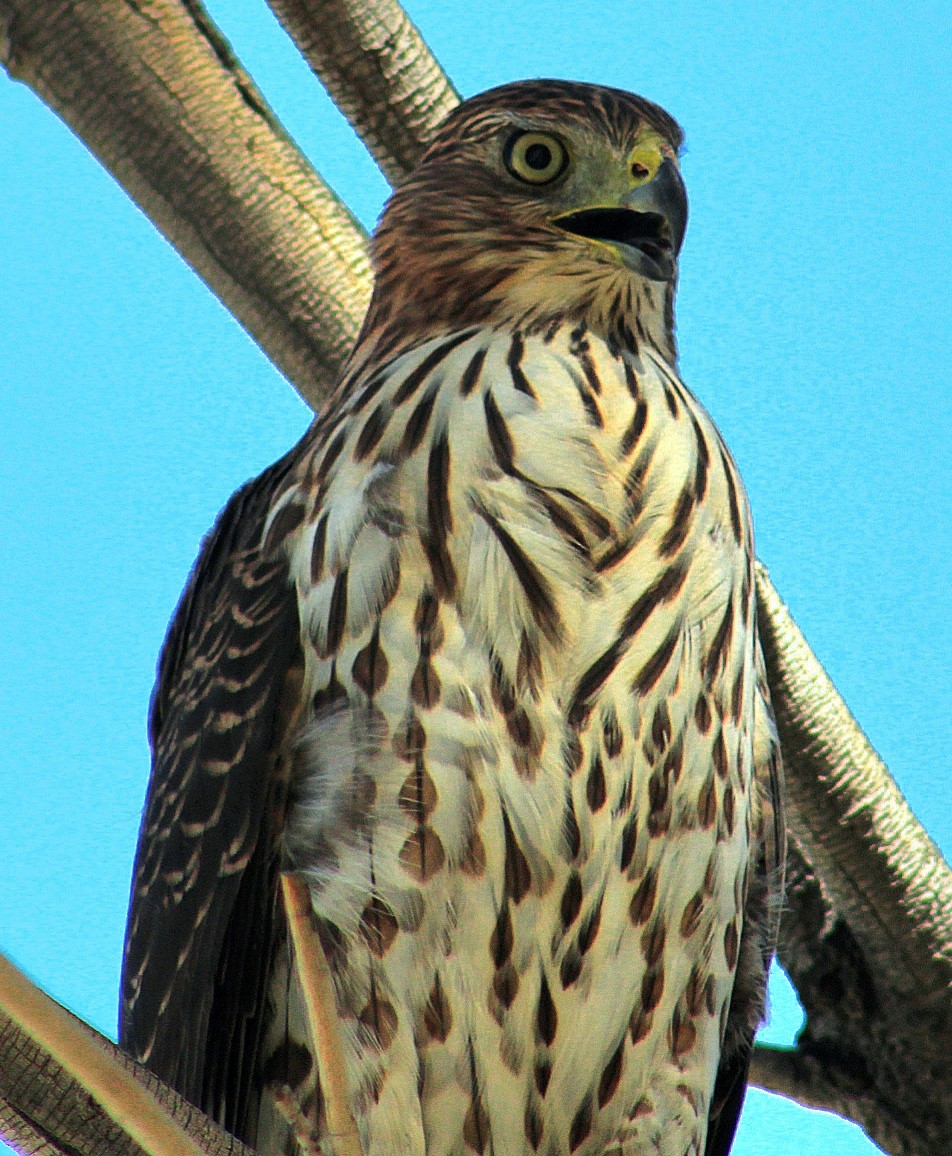 Cooper's Hawk - ML643471175