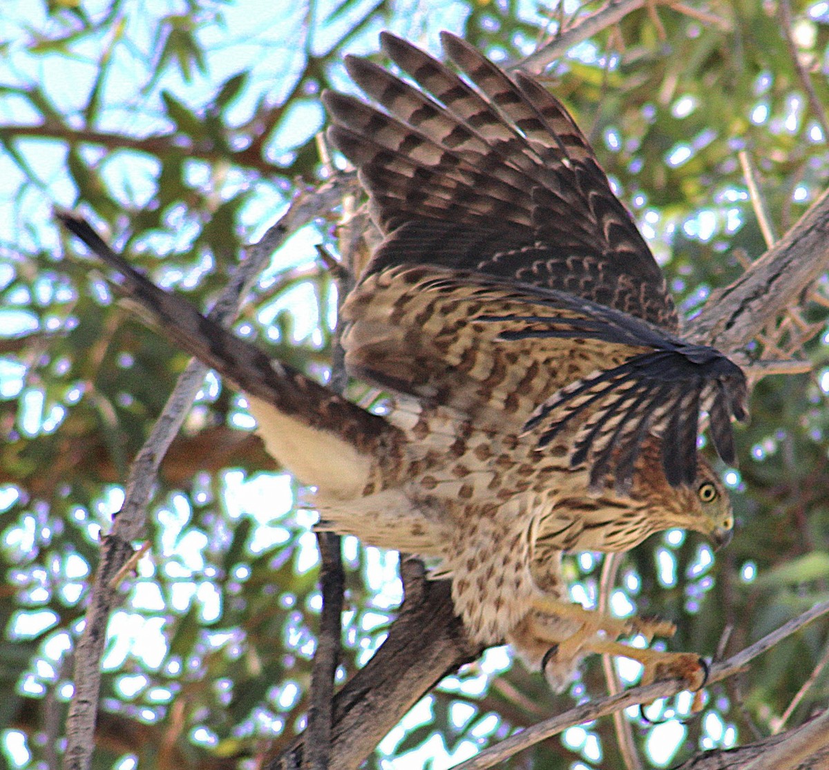 Cooper's Hawk - ML643471176