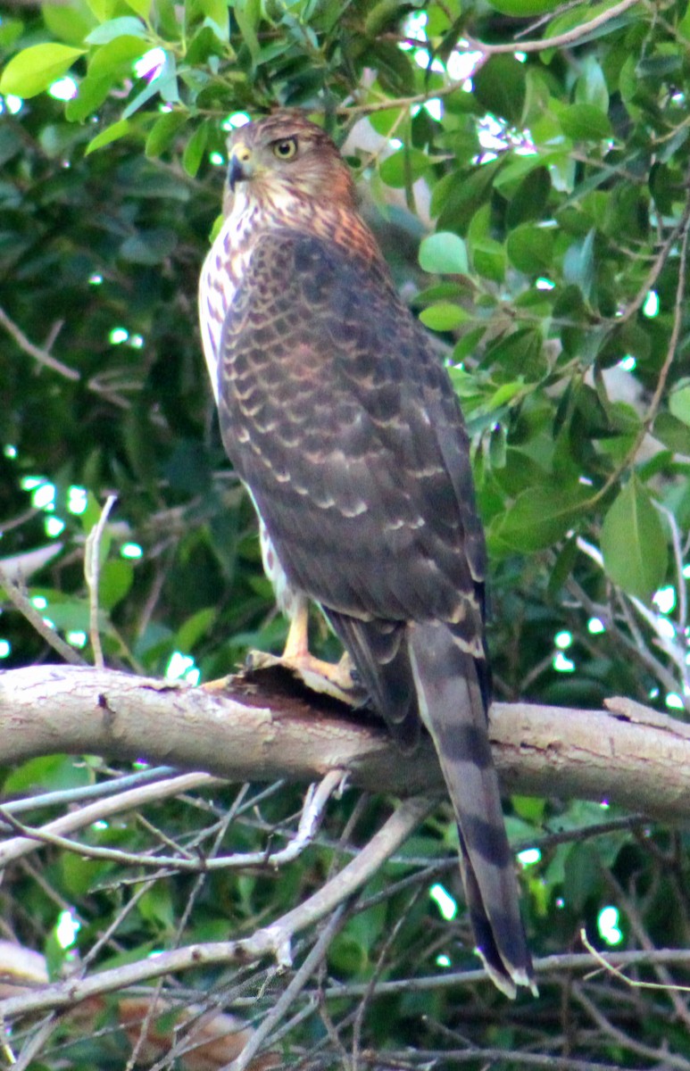 Cooper's Hawk - ML643471177