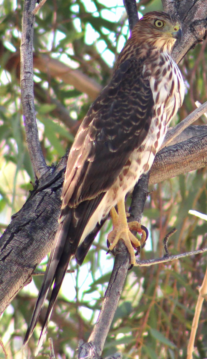 Cooper's Hawk - ML643471178