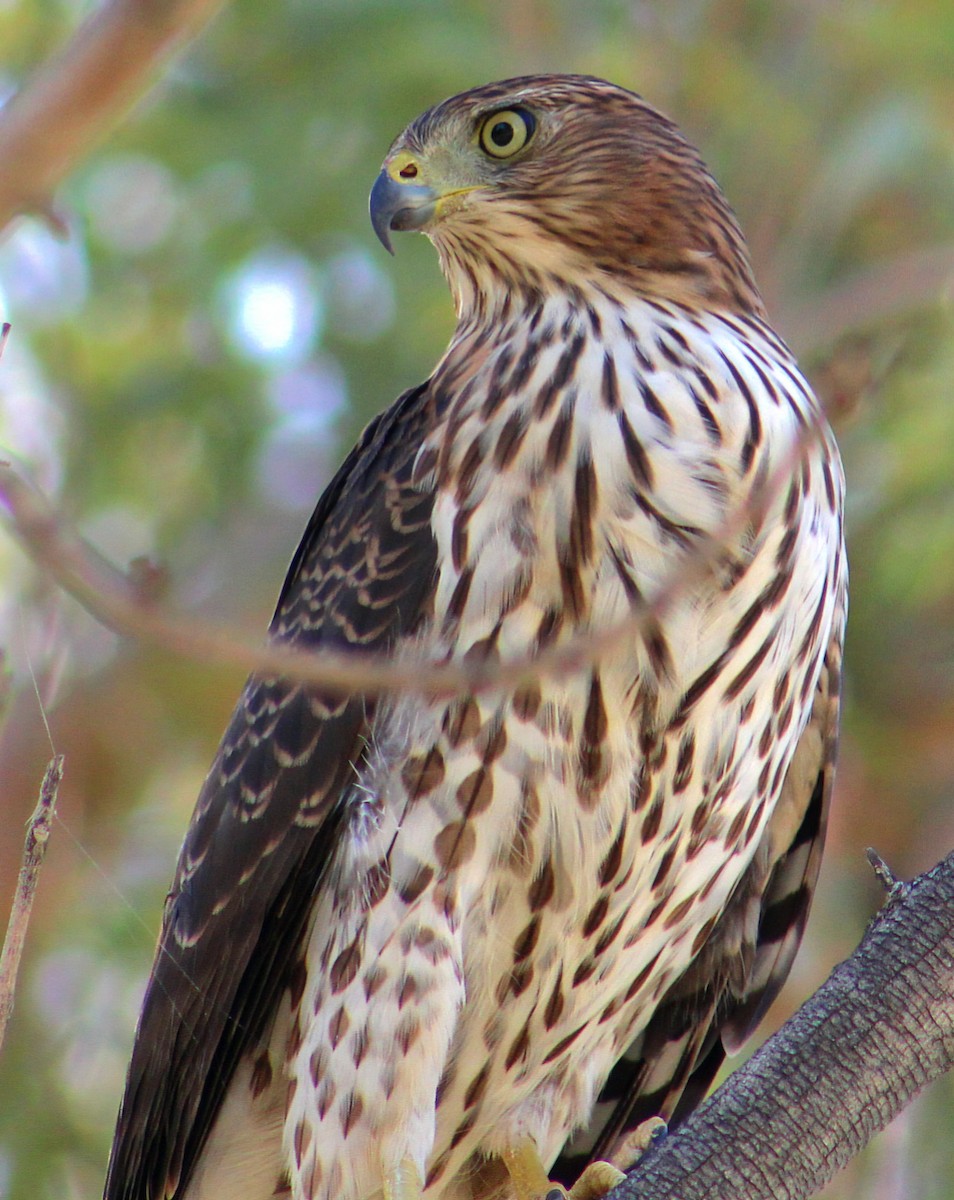 Cooper's Hawk - ML643471179