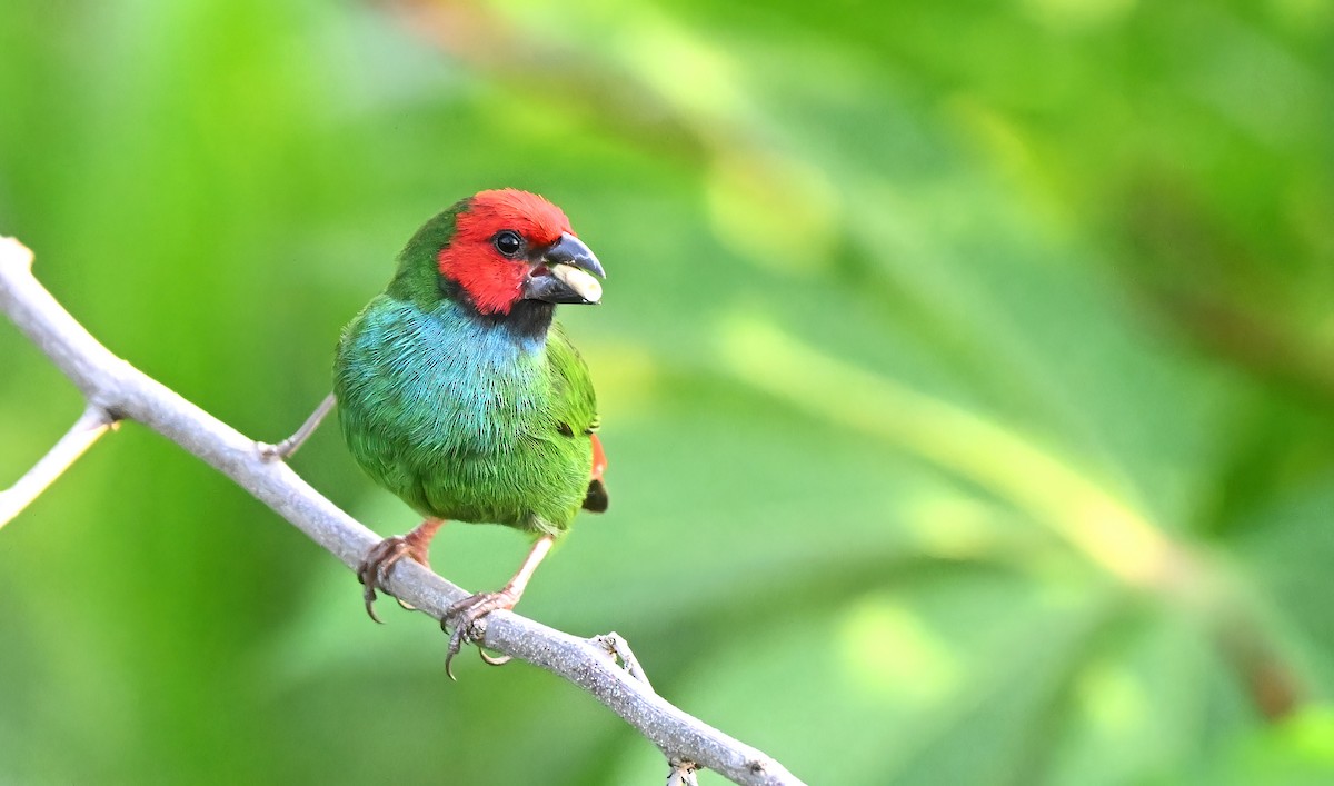 Fiji Parrotfinch - ML643471184
