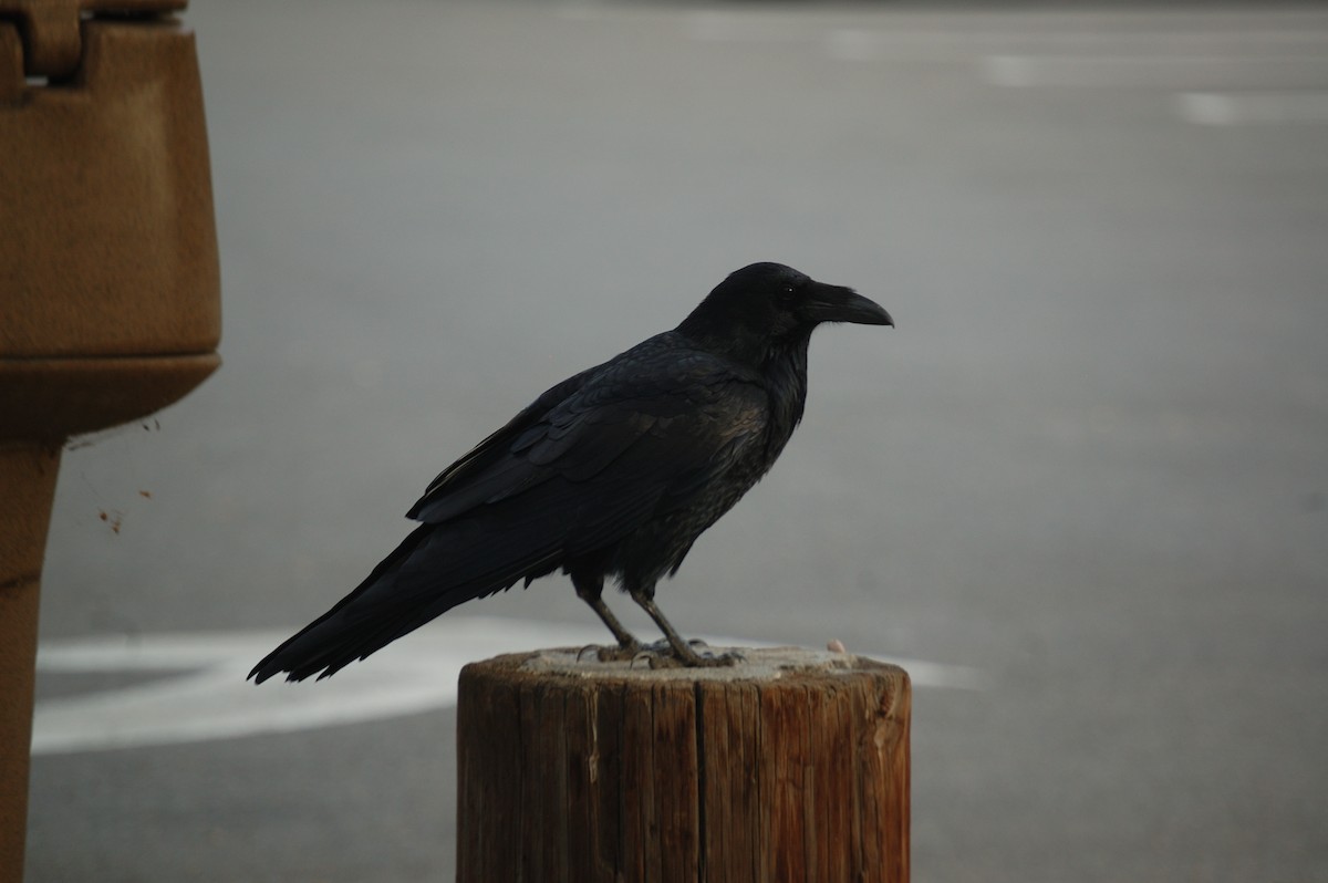Common Raven - ML643471187