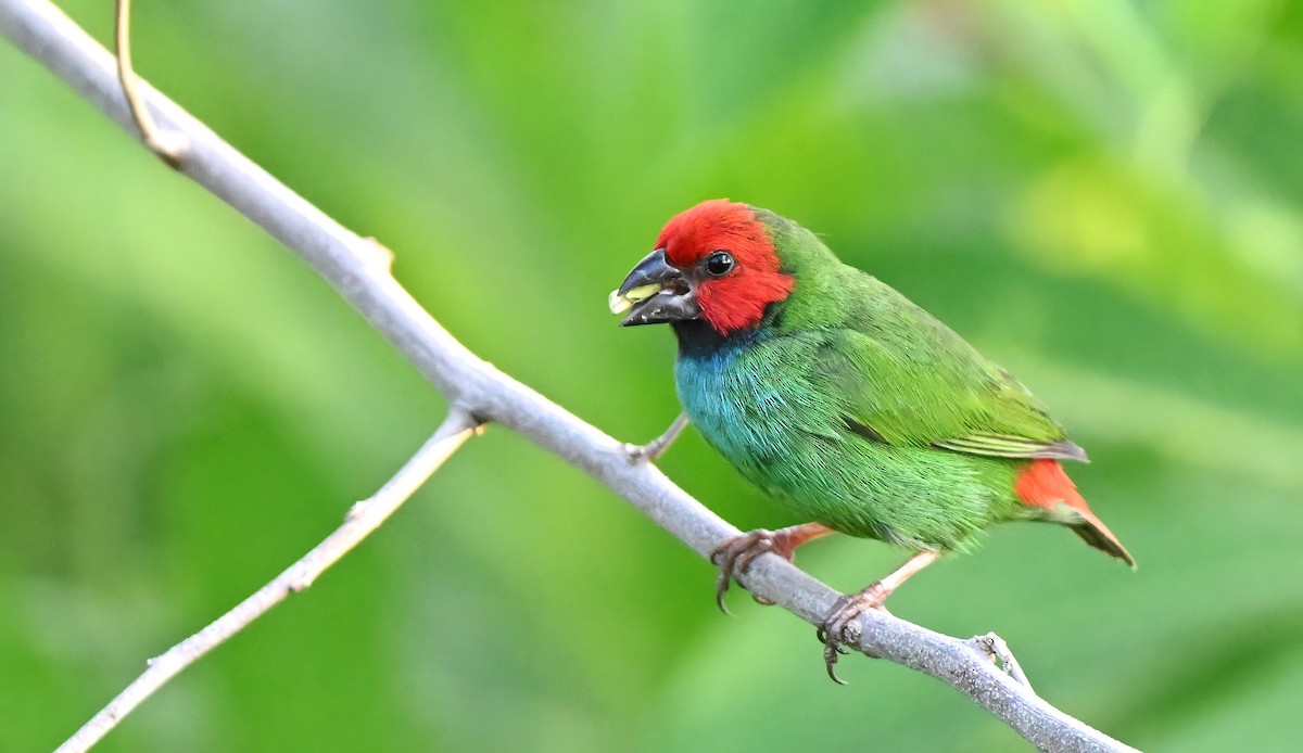 Fiji Parrotfinch - ML643471190