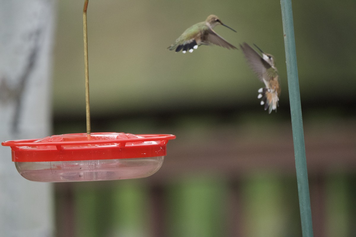 hummingbird sp. - ML643471218