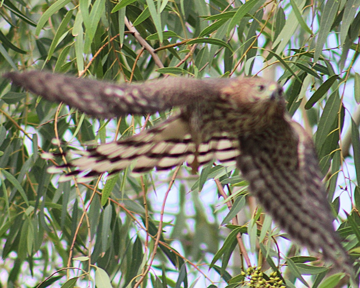 Cooper's Hawk - ML643471223