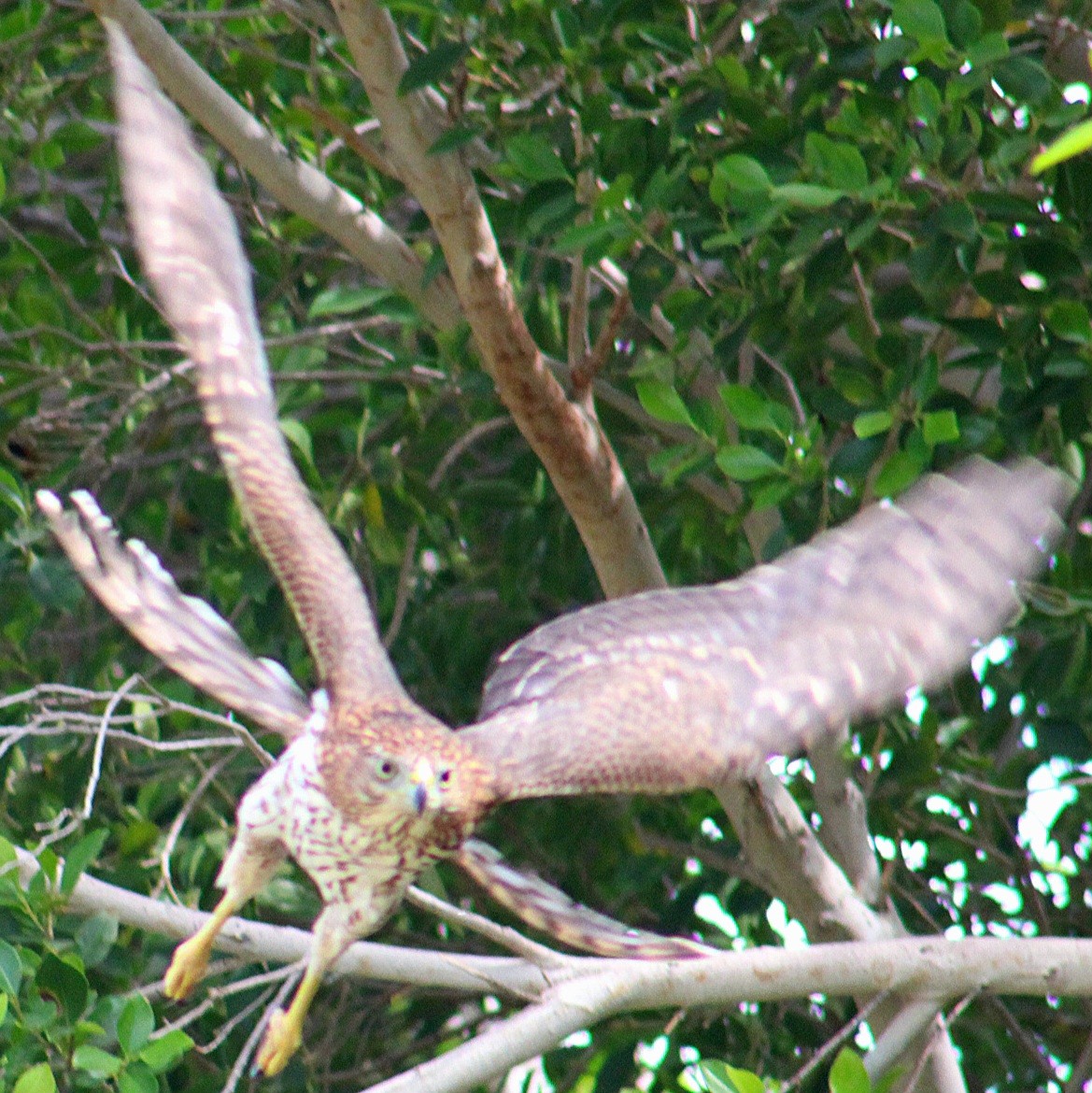 Cooper's Hawk - ML643471224