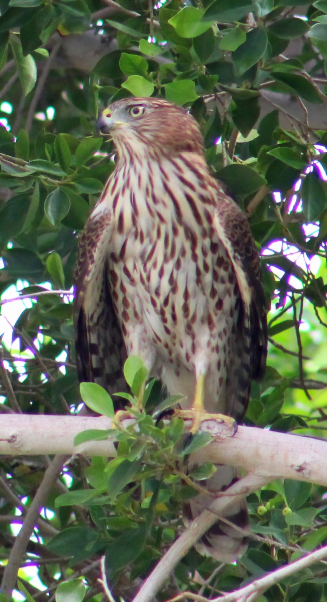 Cooper's Hawk - ML643471225