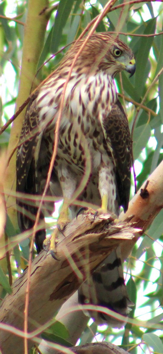 Cooper's Hawk - ML643471226