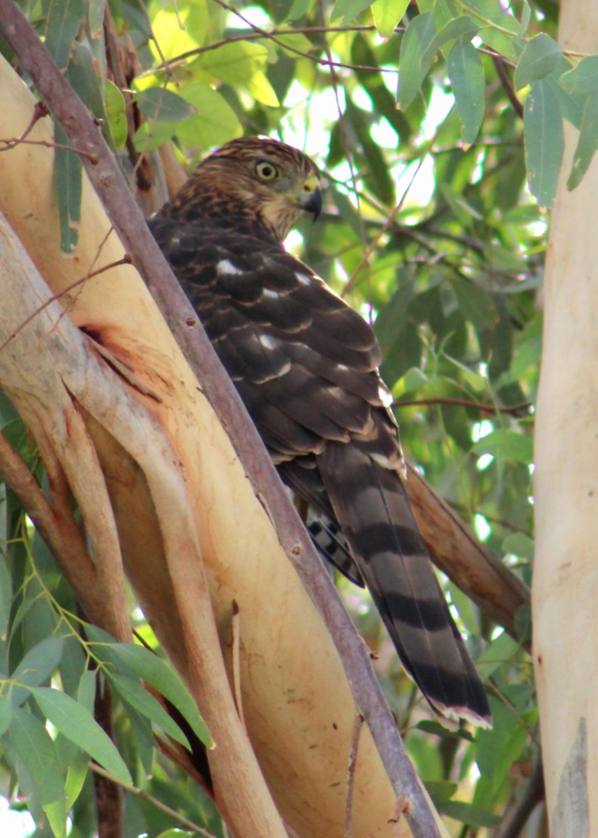 Cooper's Hawk - ML643471227