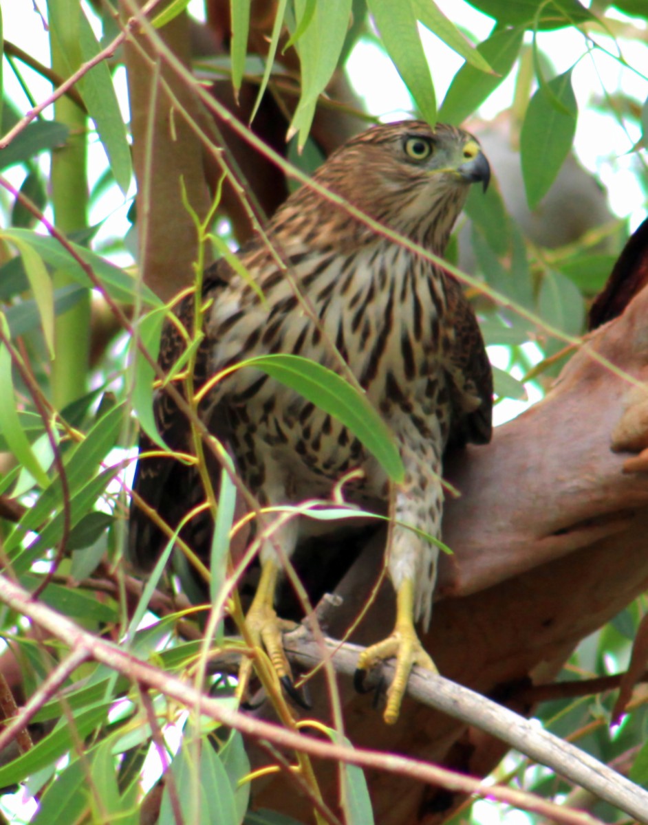Cooper's Hawk - ML643471228