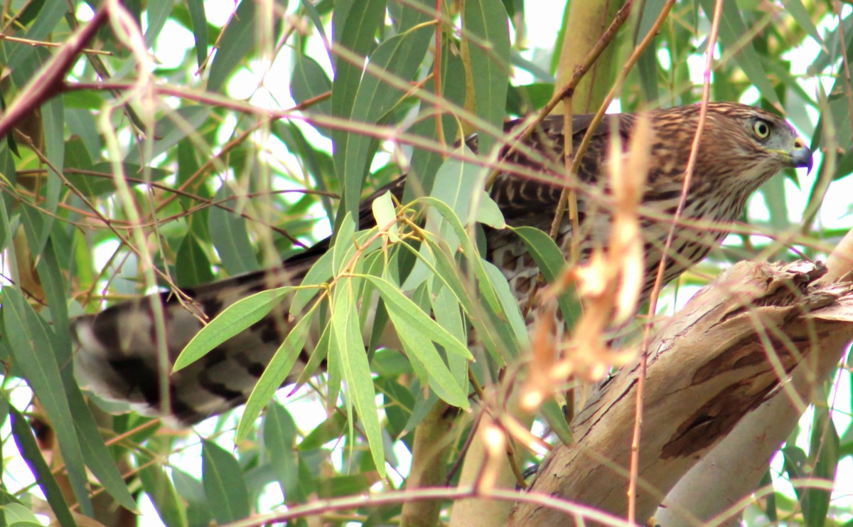 Cooper's Hawk - ML643471229