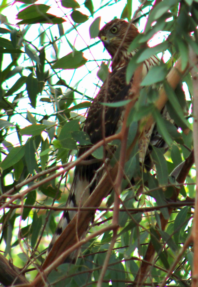 Cooper's Hawk - ML643471230
