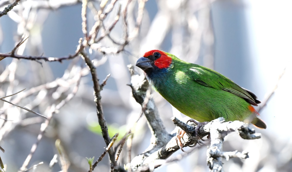 Fiji Parrotfinch - ML643471232