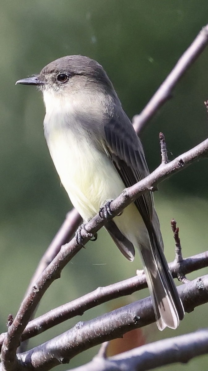 Eastern Phoebe - ML643471233