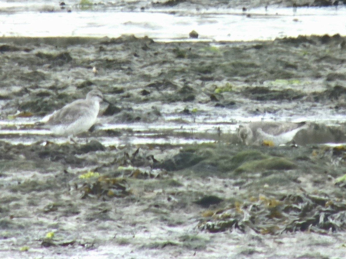 Red Knot - ML643471234