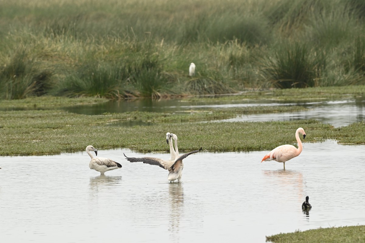 Chilean Flamingo - ML643471235