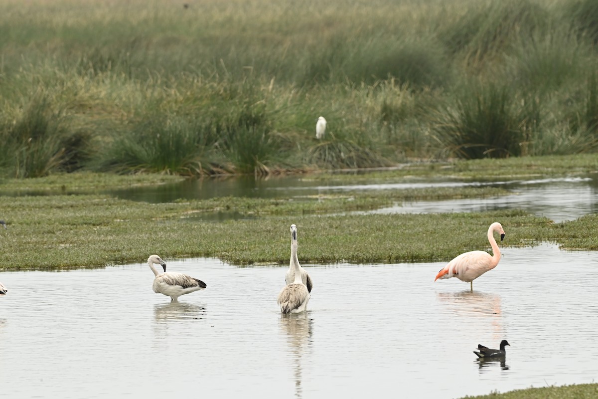 Chilean Flamingo - ML643471236