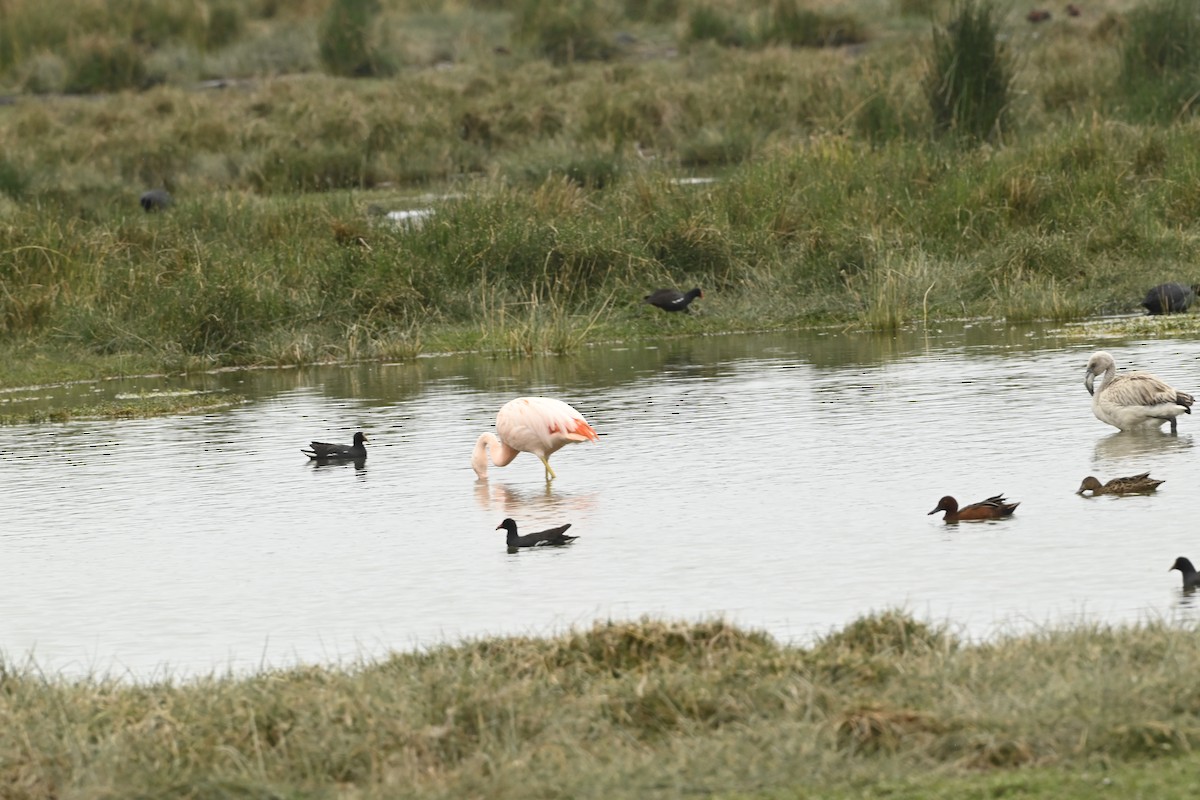 Chilean Flamingo - ML643471237