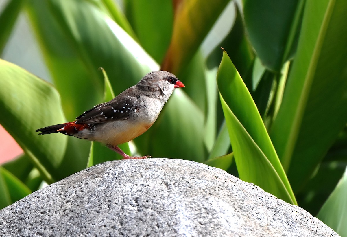 Red Avadavat - ML643471238