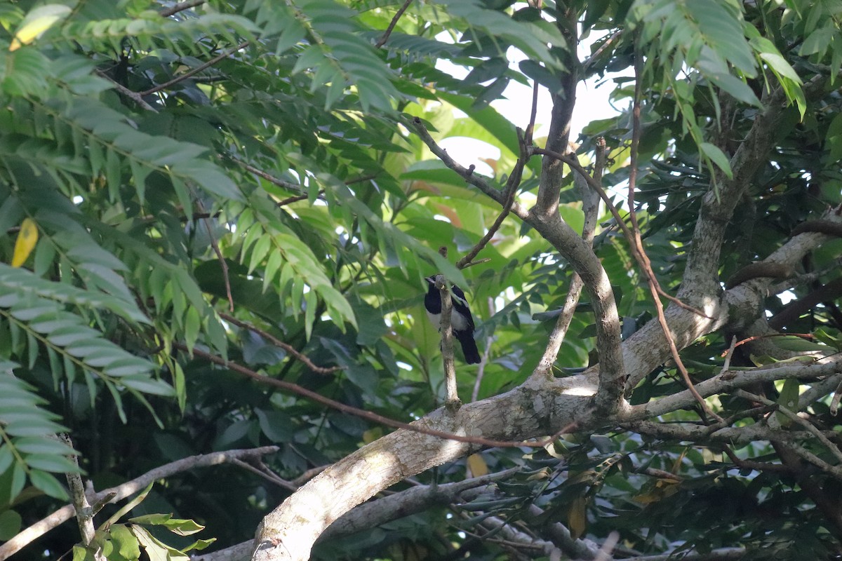 Philippine Magpie-Robin - ML643471239