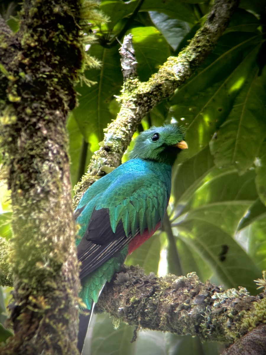 Resplendent Quetzal (Costa Rican) - ML643471240