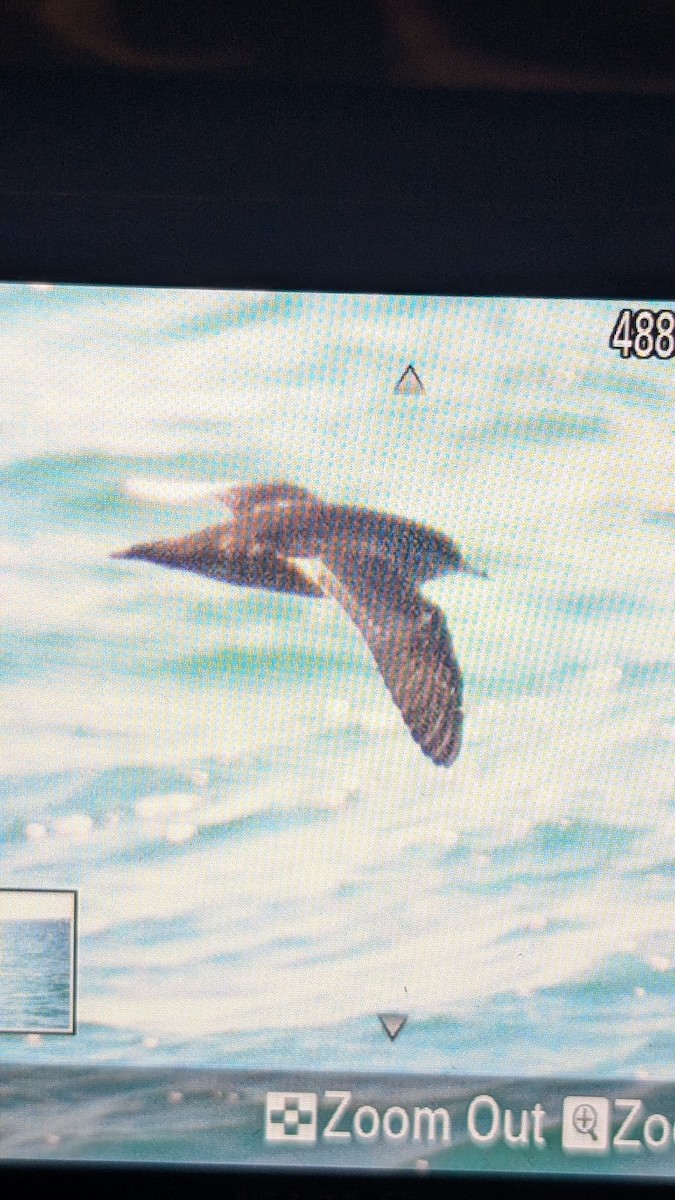 Short-tailed Shearwater - ML643471242