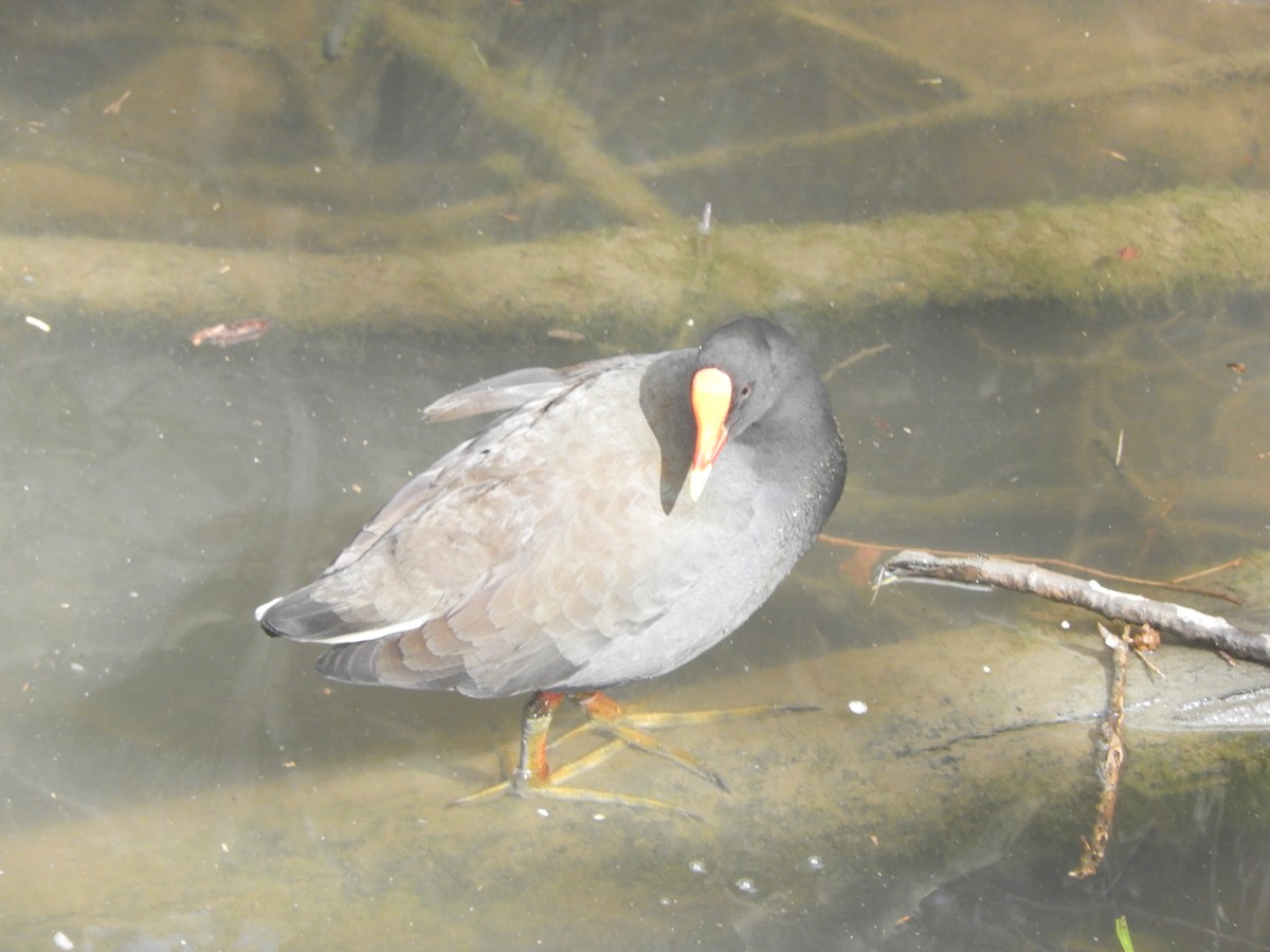Dusky Moorhen - ML643471244