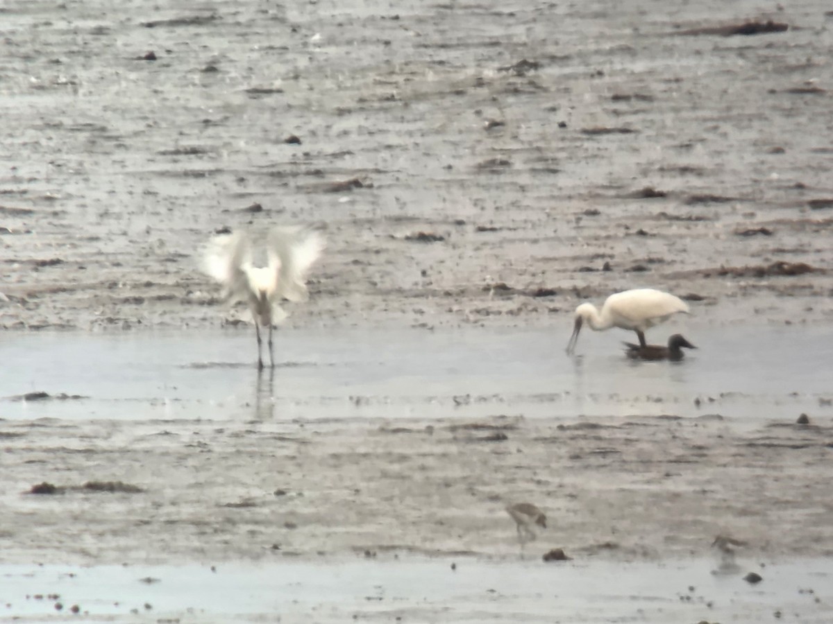 Eurasian Spoonbill - ML643471245