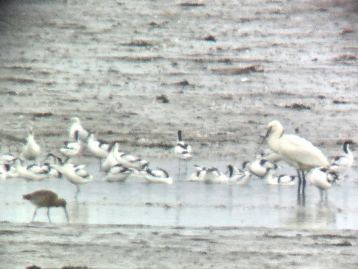Eurasian Spoonbill - ML643471246