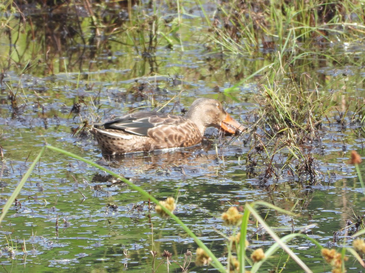 Northern Shoveler - ML643471247