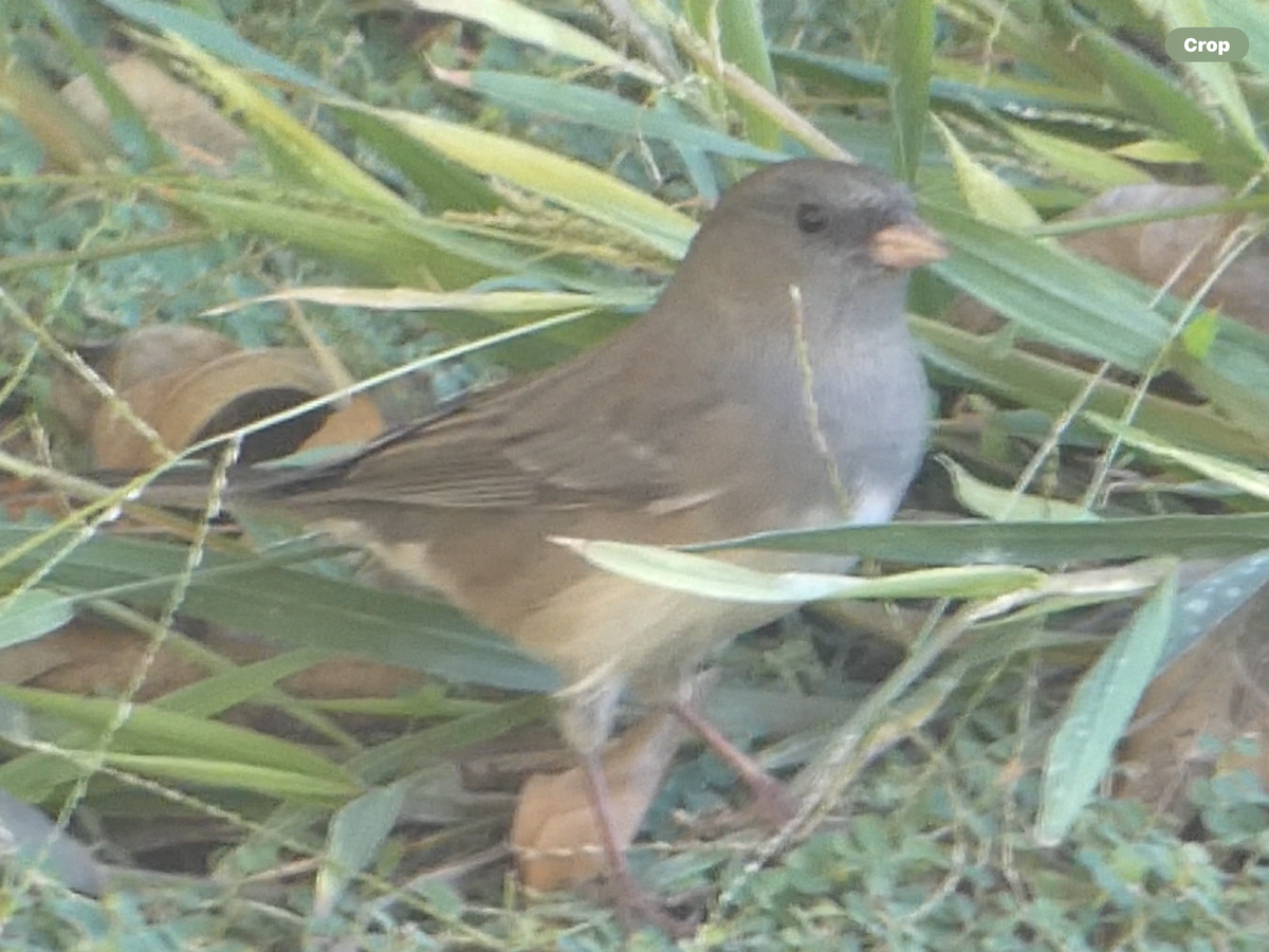 Dark-eyed Junco (Slate-colored) - ML643471248