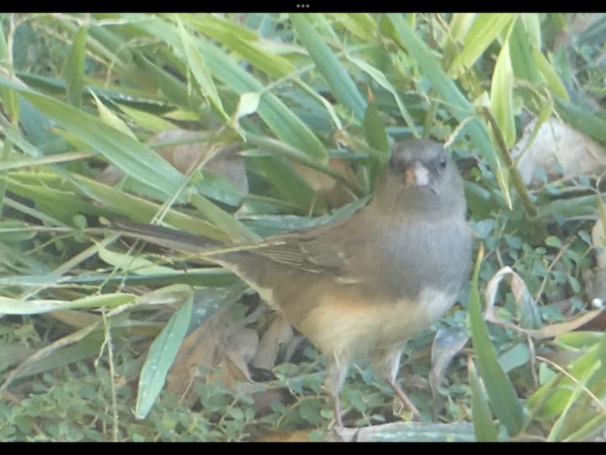 Dark-eyed Junco (Slate-colored) - ML643471249