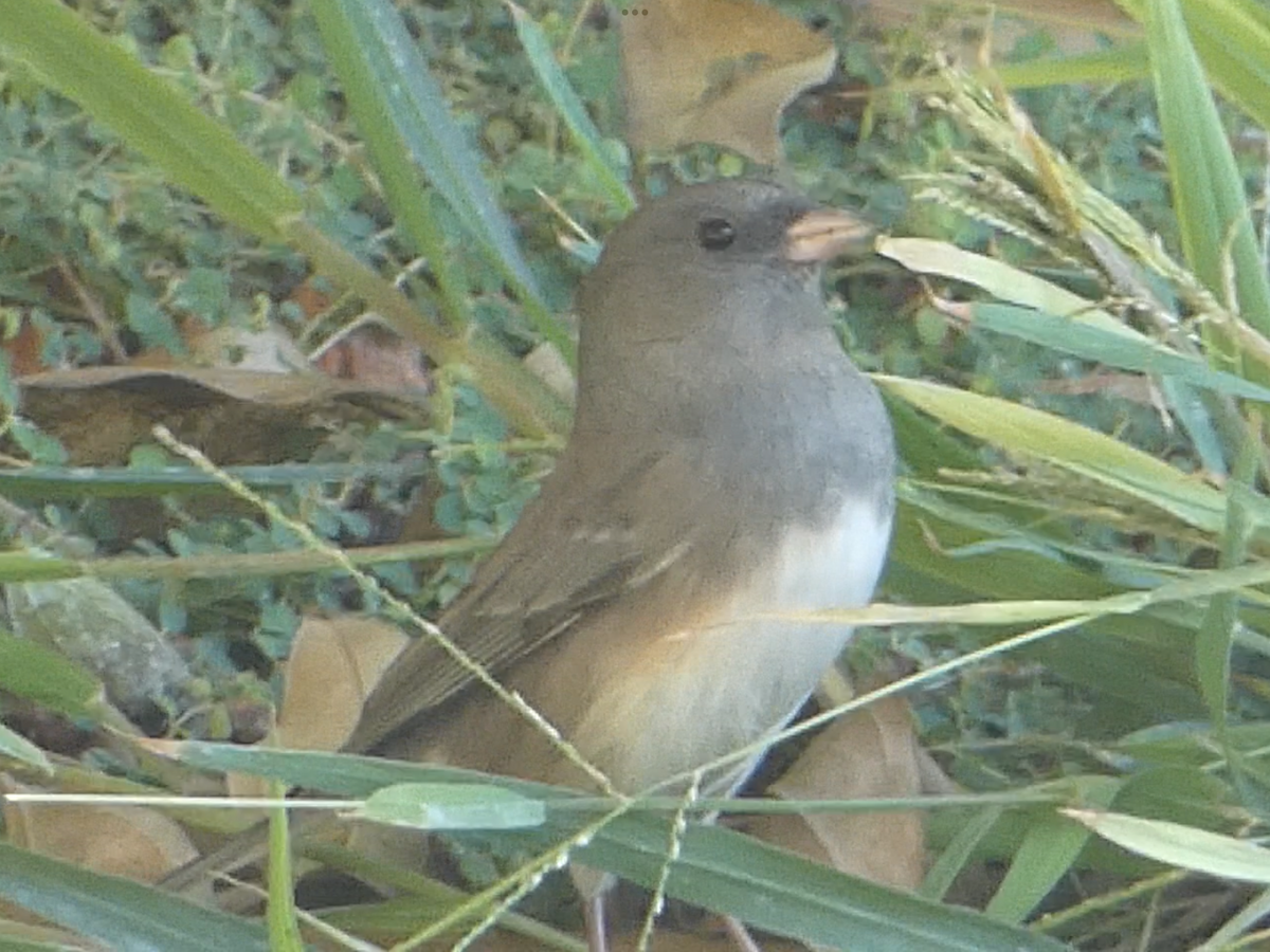 Dark-eyed Junco (Slate-colored) - ML643471250