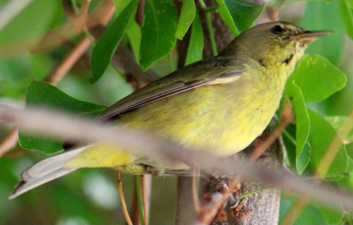 Orange-crowned Warbler - ML643471251