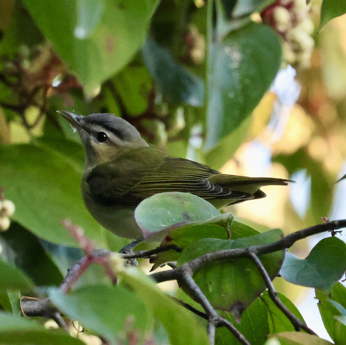 Red-eyed Vireo - ML643471254