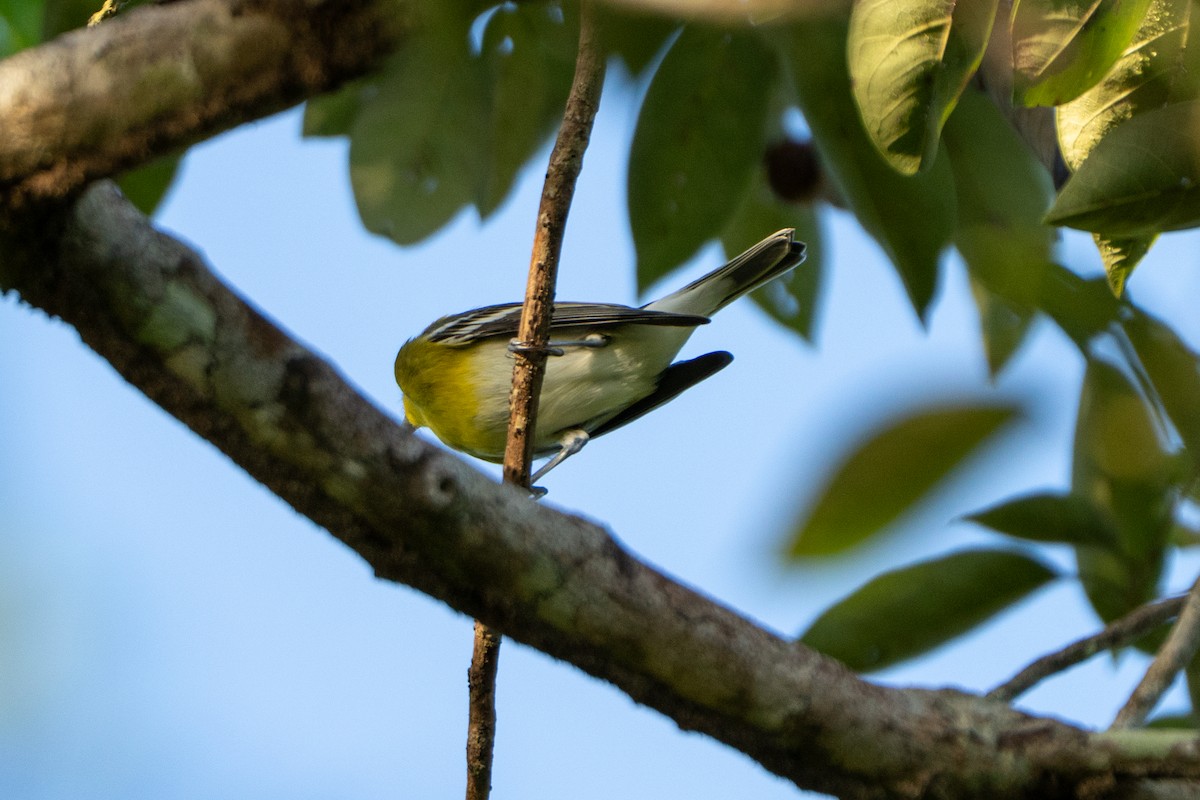 Sarı Gerdanlı Vireo - ML643471255
