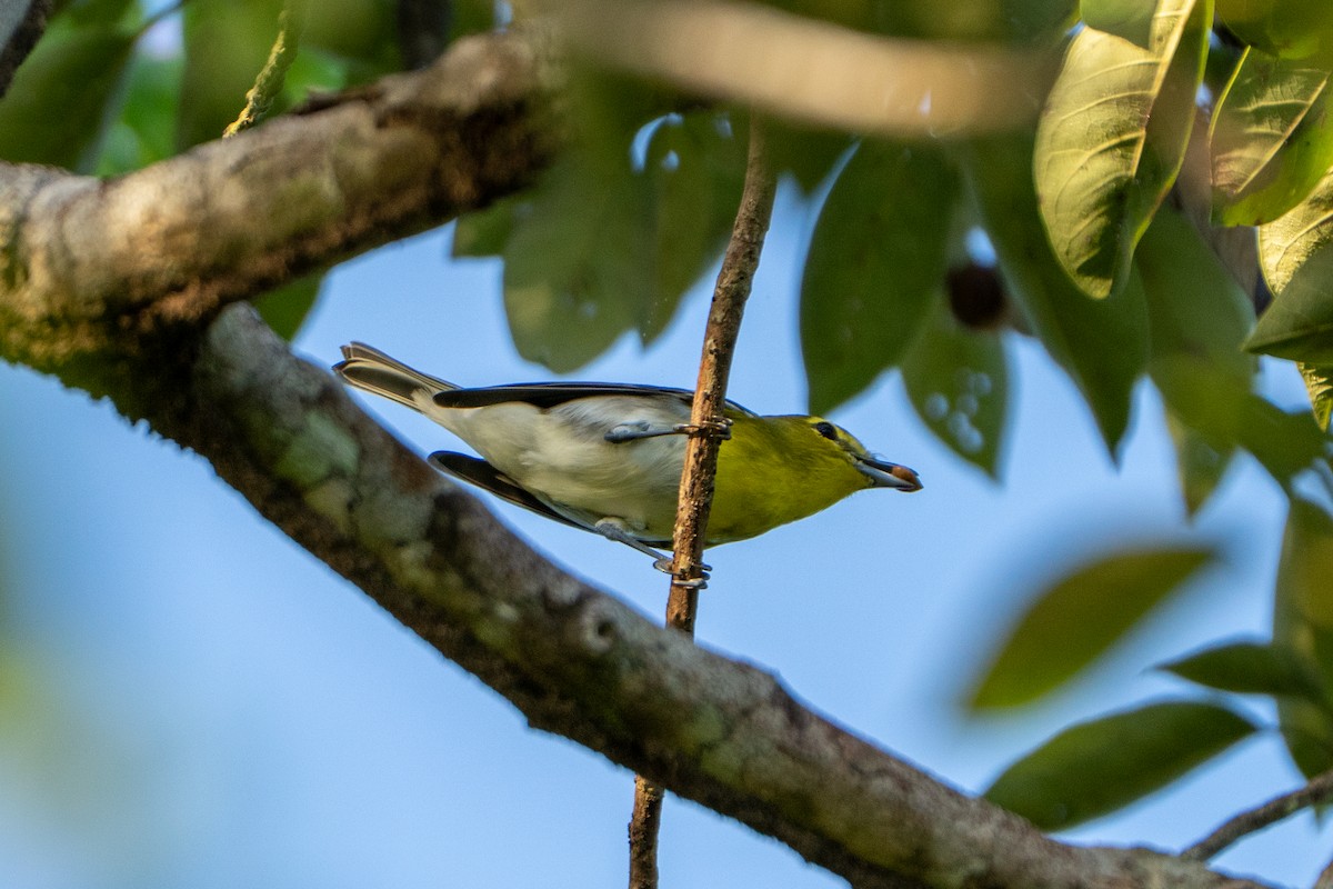 Sarı Gerdanlı Vireo - ML643471256