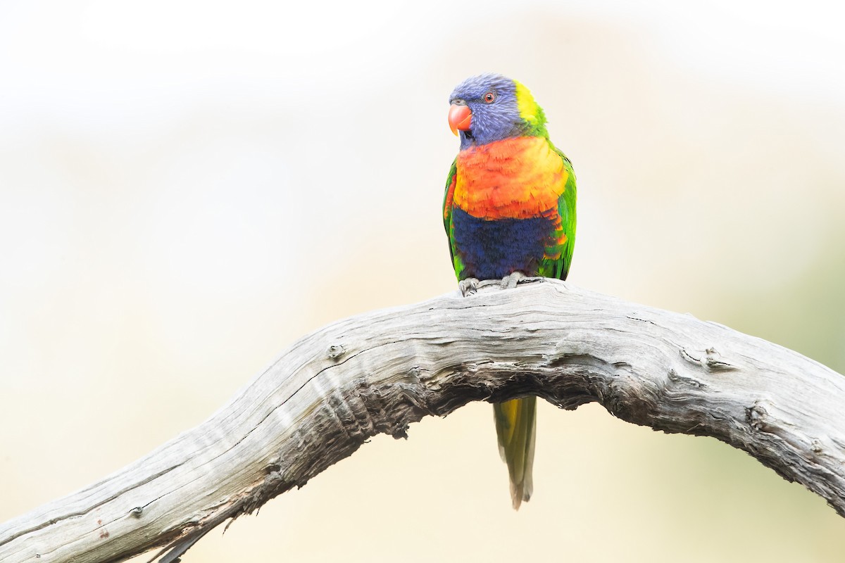 Rainbow Lorikeet - ML643471269