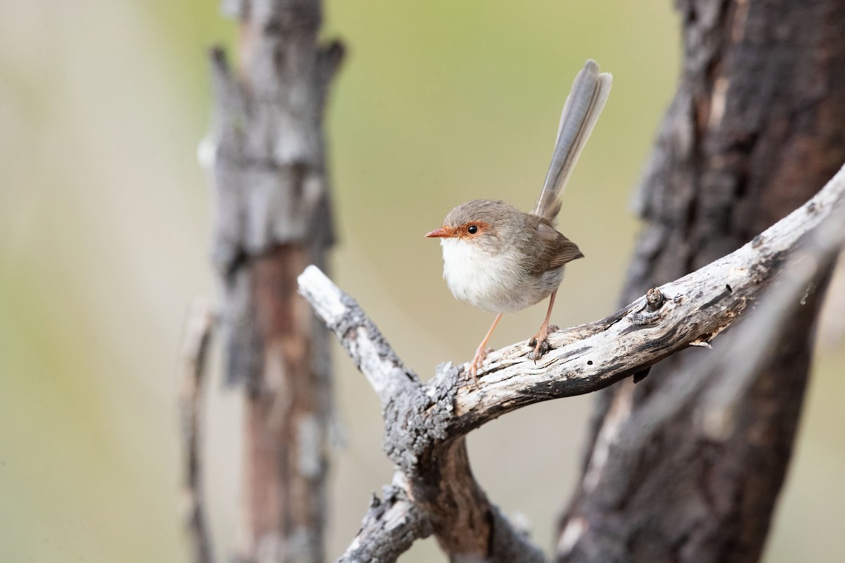 Superb Fairywren - ML643471270