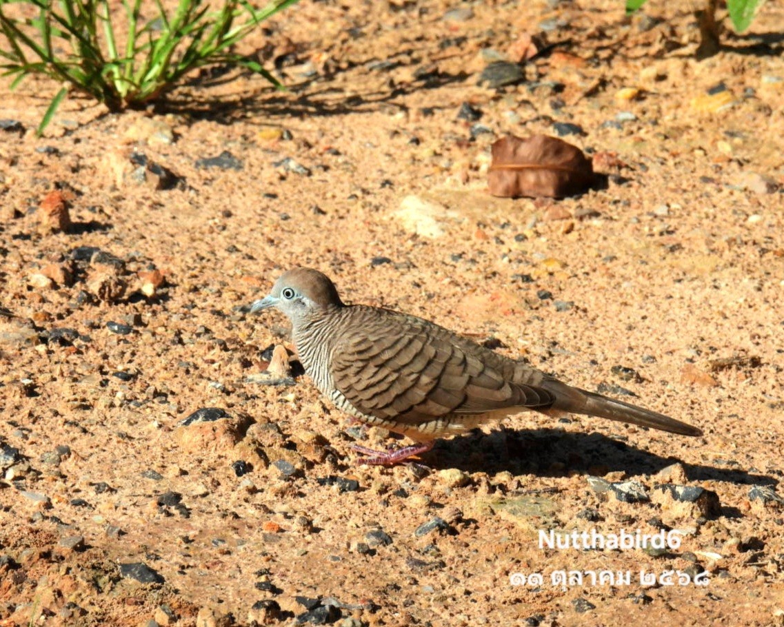 Zebra Dove - ML643471286